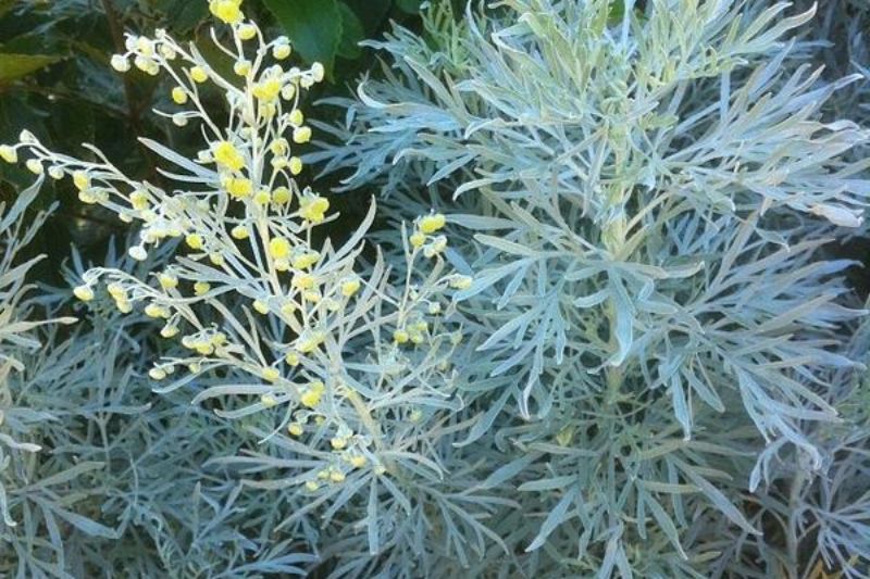 La bebida alcohólica a base de artemisia absinthium