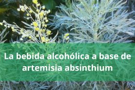 bebida alcohólica a base de artemisia absinthium